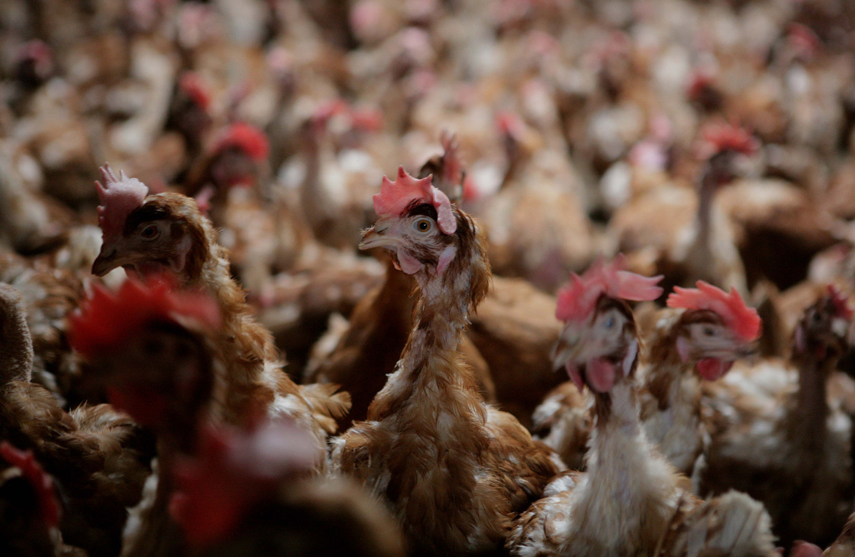 Tientallen miljoenen dieren leven in Nederland boven op elkaar en dicht bij mensen. Beeld Hollandse Hoogte/ ANP