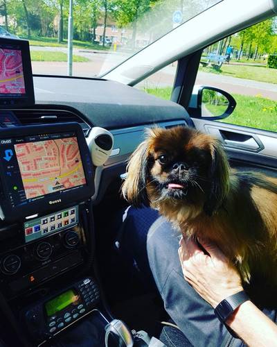 Deze hond was achtergelaten in snikhete auto en mag afkoelen in politiewagen