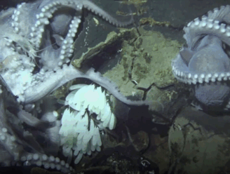 'Gedoemde' kinderkamer van onbekende octopussoort stelt wetenschappers voor raadsel