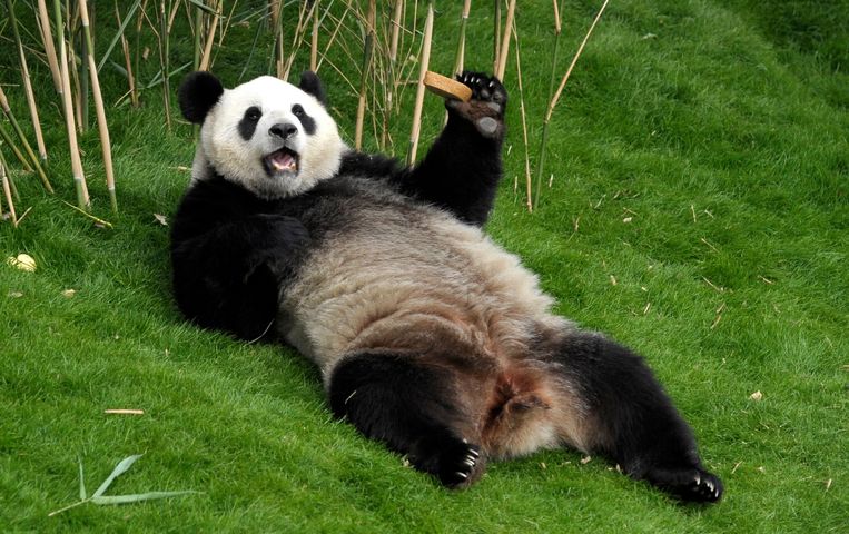 Het tellen van het aantal reuzenpanda's in dierentuinen, zoals deze in België, is eenvoudig. Beeld REUTERS