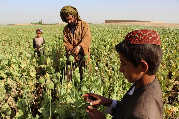 Afghaanse boeren aan het werk in een papaverveld in Gereshk, bij Helmand. Papaver is de grondstof van opium en heroïne Beeld AFP