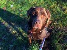Gewonde labrador ‘Balou’ gaat naar gastgezin: eigenaar nog altijd niet gevonden