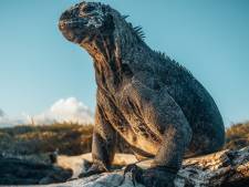 Maker natuurfilm over Galapagoseilanden te gast in Gorcums theater Peeriscoop