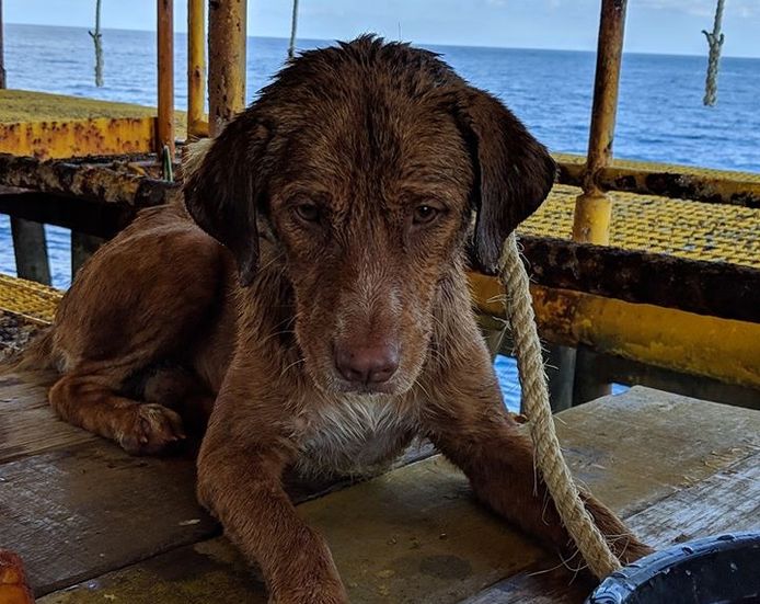 De hond ligt uitgeput en uitgedroogd op het boorplatform bij te komen.