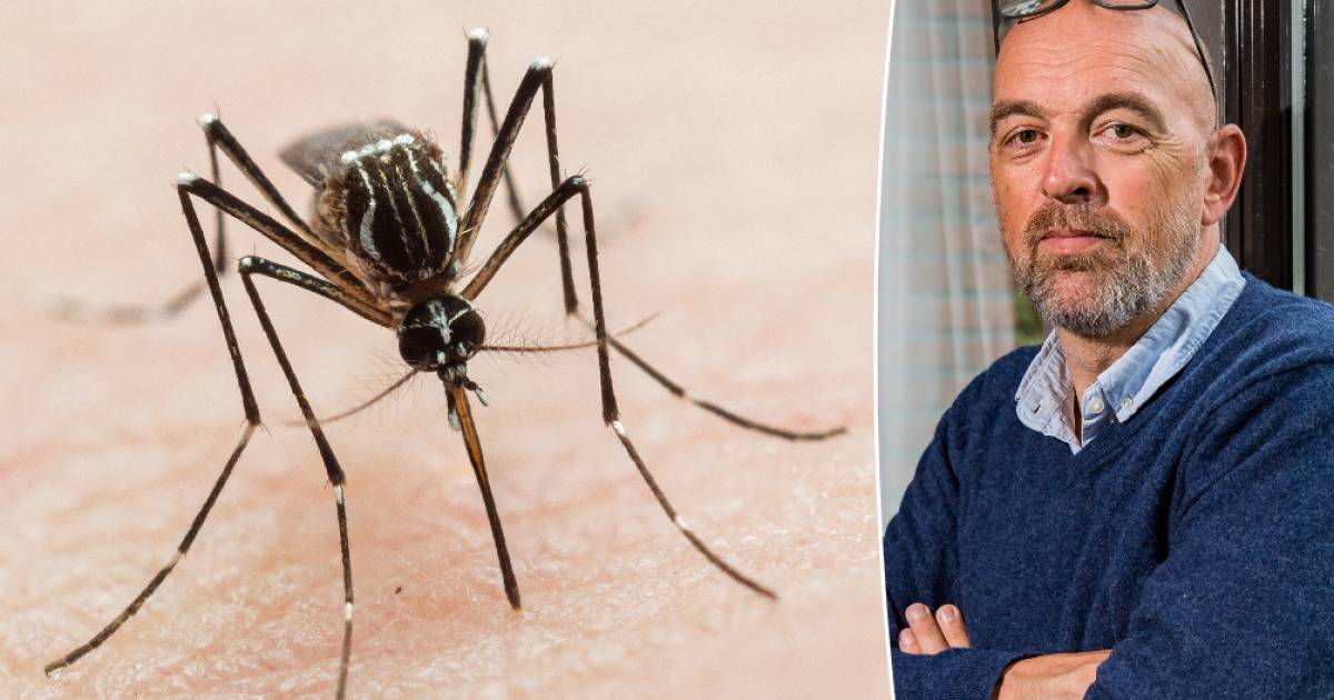 Waarom zijn er zoveel muggen en wat kunnen we ertegen doen? “Insectenspray is pas de laatste