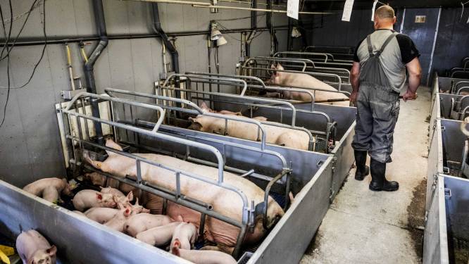 Nieuwe coalitie Almelo mist meteen eerste kans voor open doel: stop die varkensflat! 