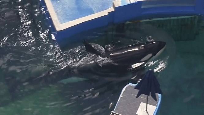 Orka Lolita krijgt na 52 jaar haar vrijheid terug