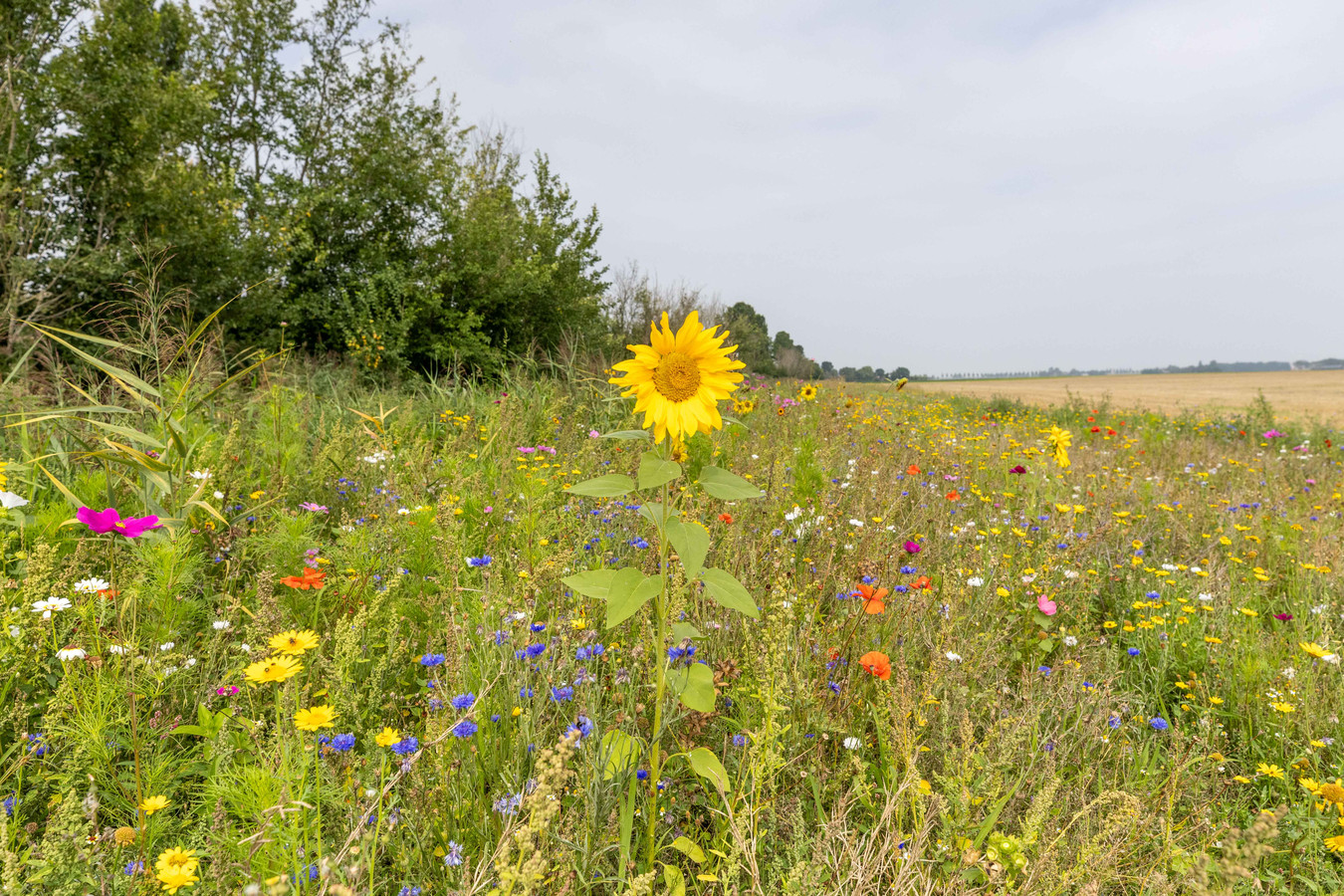 Plukranden op Noord-Beveland staan vol bloemen maar plukbonnen-kopers ...