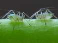 Hongerige insecten gaan een grotere bedreiging vormen voor voedselgewassen