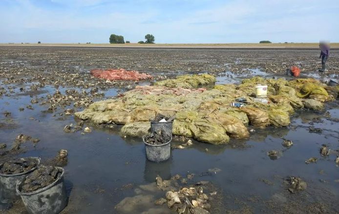 Het viertal was oesters aan het rapen bij de Oude Haven te Kats.