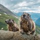 Op reis in Europa met de wetenschapsredactie: dit zijn de leukere dieren om in het wild te bekijken