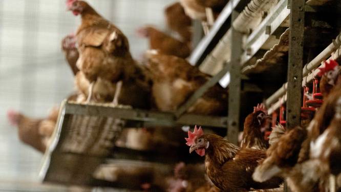 Vogelgriep vastgesteld in Schilde: vanaf maandag ophokplicht in heel het land