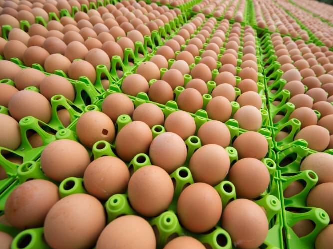 Ruim 77 miljoen eieren vernietigd en 1,9 miljoen kippen geruimd door fipronilschandaal