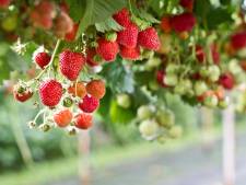 Tegelteelt, een creatieve oplossing bij het planten van aardbeien