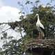 Zwarte lijst huisdieren uitgesteld