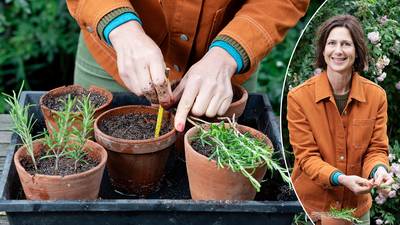 Zaaien, splitsen of stekken: onze tuinexperte legt uit hoe je zelf makkelijk planten kweekt