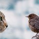 Vogelbescherming roept op om katten twee maanden binnen te houden