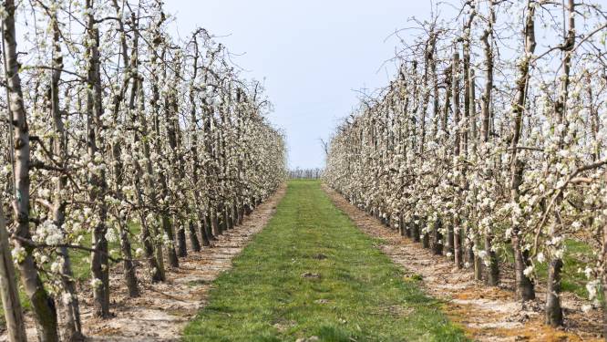Huifkartochten en bloesemlounge tussen de Binkomse boomgaarden op zondag 23 april