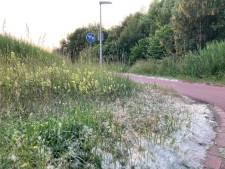 Sneeuwballengevecht in juni?! Hierdoor liggen er witte vlokken op straat