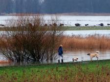 Schade aan dijken neemt toe in Overijssel: honden horen en ruiken meer muizen