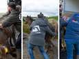 Seize chevaux abandonnés saisis: ils étaient livrés à eux-mêmes "à 50 mètres de la E411"