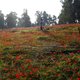 Aanklacht tegen herdenkingsbos in Israël