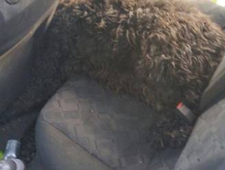 Mooi weer en het is opnieuw van dat: hond sterft in snikhete auto
