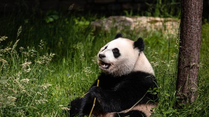 Bijzonder: in Ouwehands Dierenpark werd panda op natuurlijke manier geboren