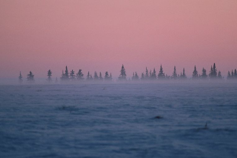 ‘Van alle boreale streken warmt Alaska het snelst op, ook al wordt het zo goed gemonitord en beschermd.’ Beeld Gamma-Rapho via Getty Images