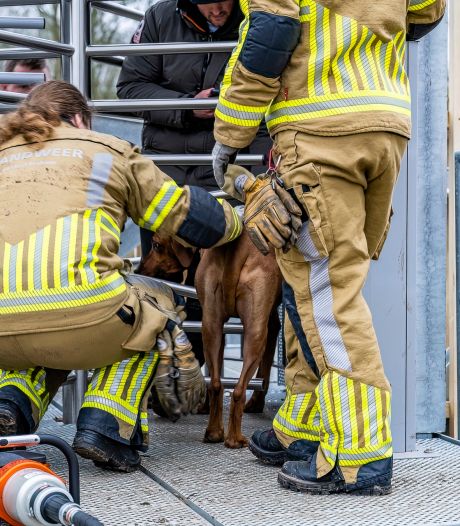 Brandweer helpt vastzittende hond uit benarde situatie bij uitkijktoren in Tilburg 