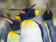 In Canada is het zo koud dat sommige pinguïns uit de dierentuin binnen moeten blijven 