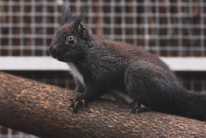 Voor het eerste te gast in dierenopvangcentrum De Zonnegloed: een Japanse eekhoorn.