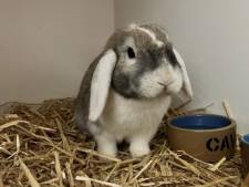 Schattig! Deze konijnen in het asiel van Almelo zoeken een nieuw thuis