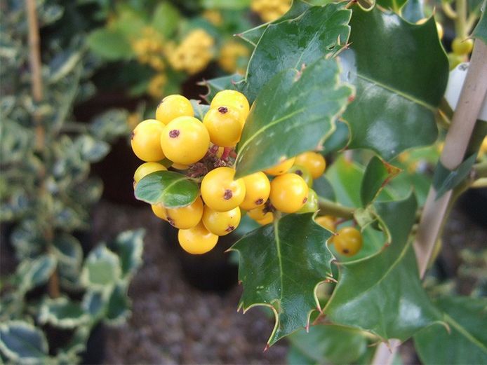 Ilex aquifolium 'Fructu Luteo’.