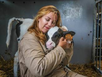 Uitgetest: ontstressen door koeien te knuffelen