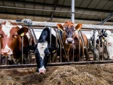 Boeren stappen naar Europese Hof uit onvrede met fosfaatbeleid: ‘Buiten proporties’