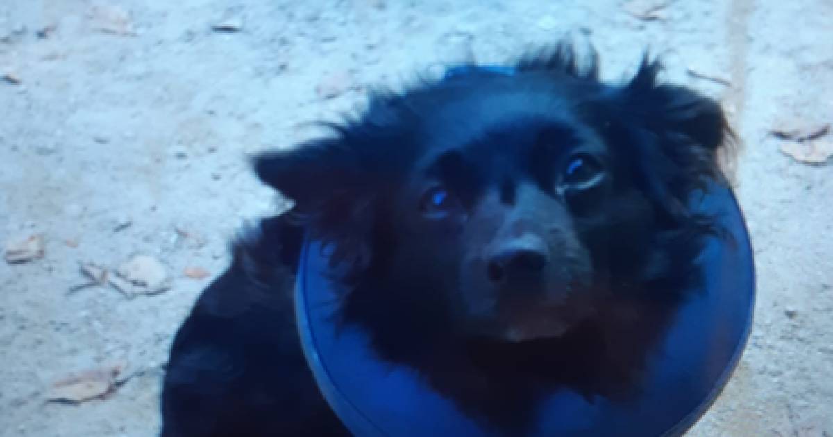 Politie zoekt minderjarige jongens na diefstal onmisbaar hulphondje.