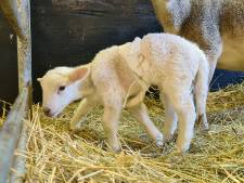 Lammetje met zes poten geboren op Duitse boerderij