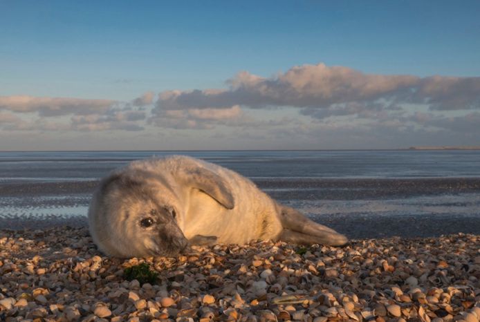 Pup grijze zeehond (archief)