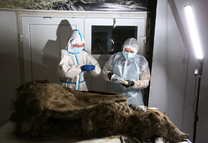 Wetenschappers voeren een autopsie uit op de beer van 3.460 jaar oud.