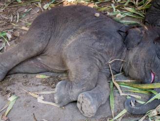 Respect: Afrikaanse olifant slaapt maar 2 uur per dag
