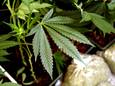 In de huurwoning in Maasmechelen werden 8.000 cannabisstekken en 620 moederplanten aangetroffen.