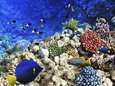 "Komende jaren krijgen we grootste koraalsterfste ooit"