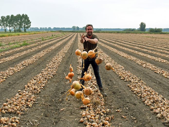 helpt Marijn van 750.000 kilo uien af: 'De prijzen zijn schandalig laag' | Binnenland | gelderlander.nl