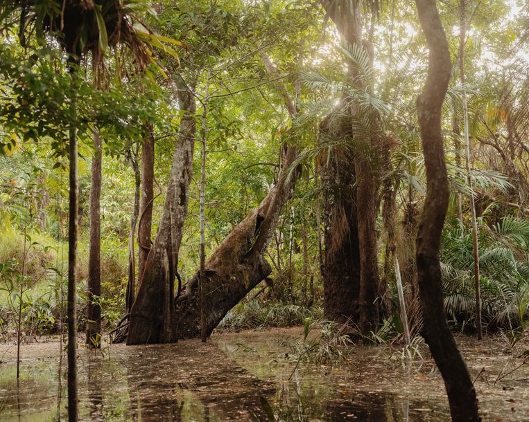 Floresta Encantada, Lago Verde in het natte seizoen. Beeld Luisa Dorr