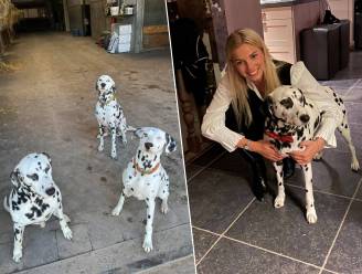 Drie dalmatiërs verrassen dieven op Stoeterij Hidalgo: “Zadeldieven konden enkel kassa uit de winkel leeghalen”