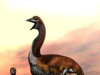 Wetenschappers lossen mysterie van grootste vogel ooit op