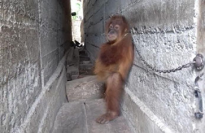 Orangutan Information Centre