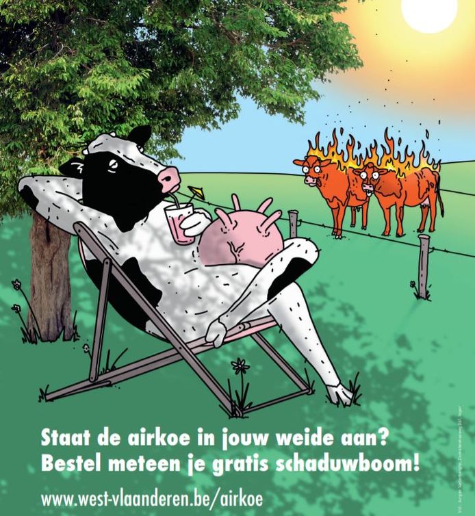 De Airkoe van de provincie