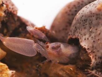 Van Japanse Twittermijt tot quarantainegarnaal: ruim 2.000 zeesoorten ontdekt in 2021